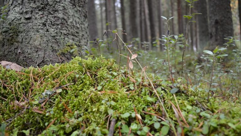 Featured image for Kuidas alustada tervislikku eluviisi?